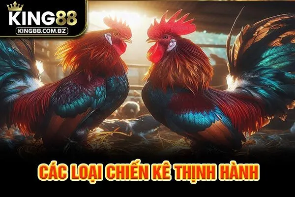 Các loại chiến kê thịnh hành